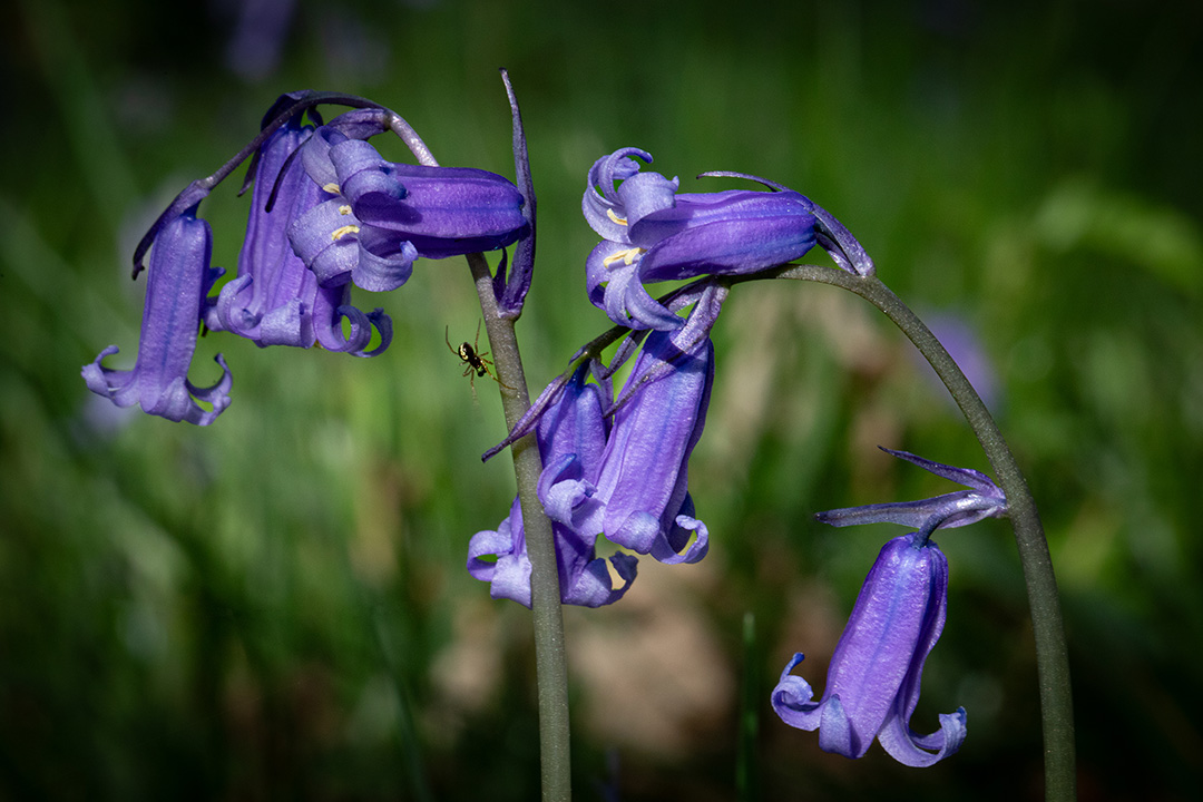 Bluebells_1080